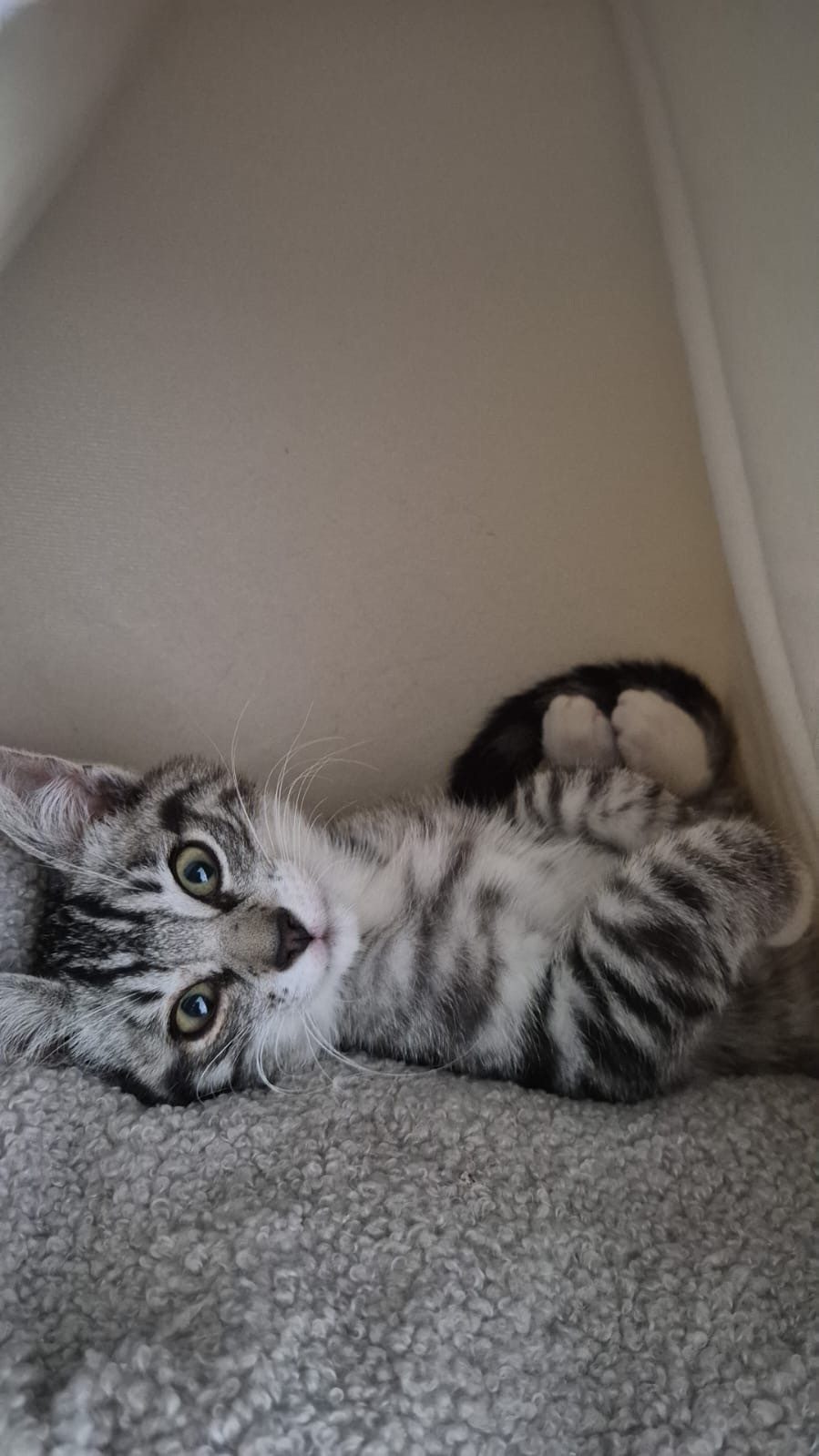 Bibi